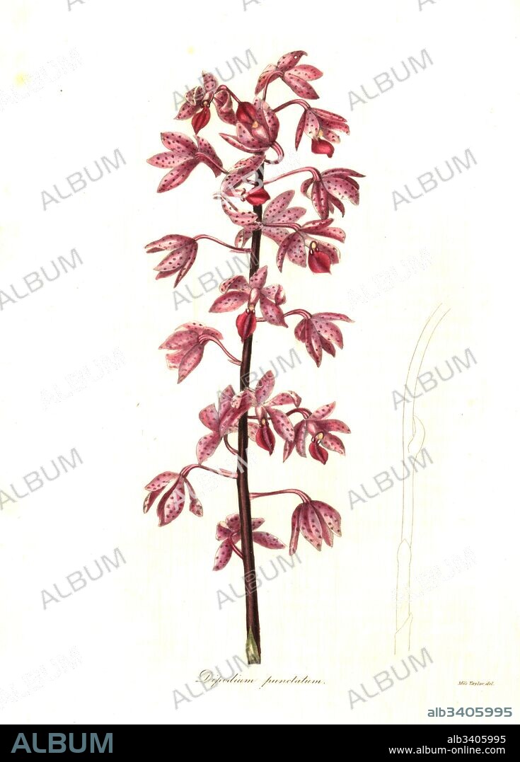 Dipodium squamatum orchid (Dotted dipodium, Dipodium punctatum). Handcoloured copperplate engraving after a botanical illustration by Miss Jane Taylor from Benjamin Maund and the Rev. John Stevens Henslow's The Botanist, London, 1836.