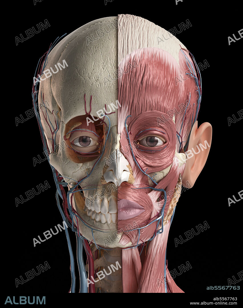 Human head anatomy of skull, facial muscles, veins and arteries. 3D illustration on black background.