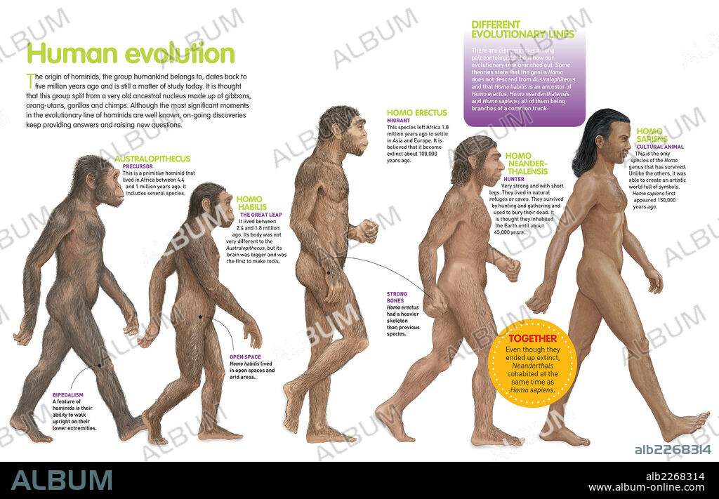 EVOLUCION HUMANA. Infografía de la evolución de los homínidos, desde el Australopithecus (hace 5 millones de años atrás) hasta el Homo Sapiens, que apareció 150.000 años atrás.