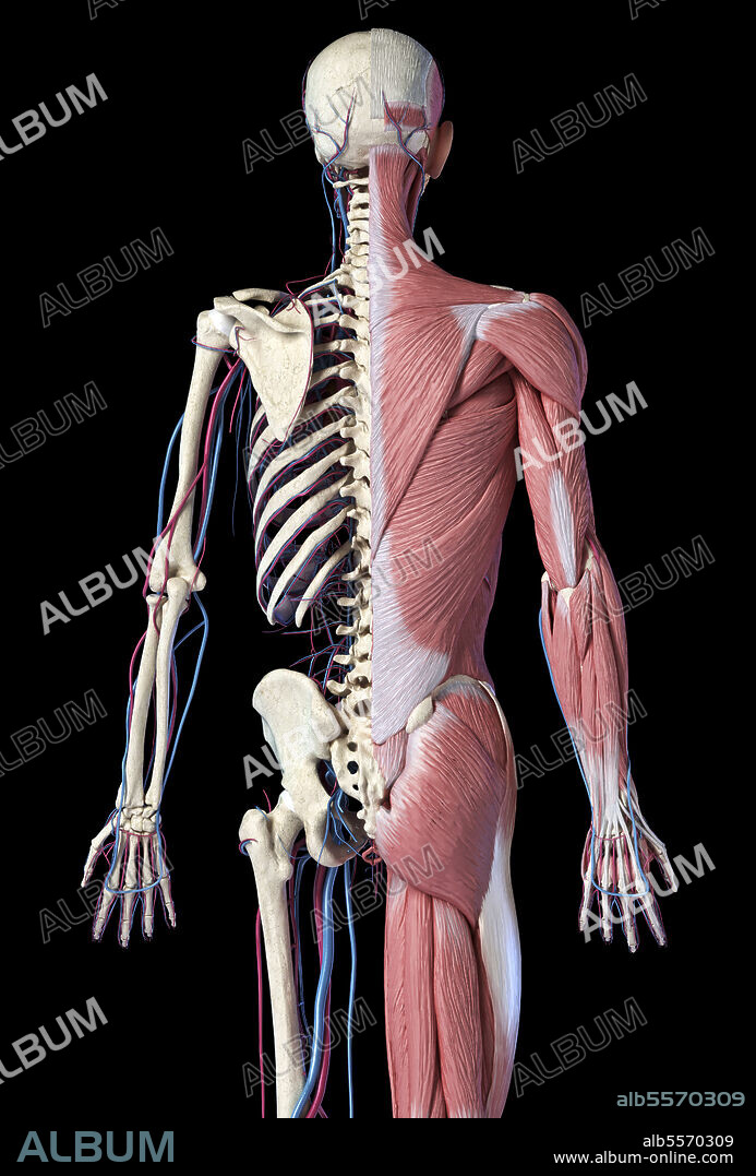 3D illustration of muscular and skeletal systems. Three quarter length upper body rear view on black background.
