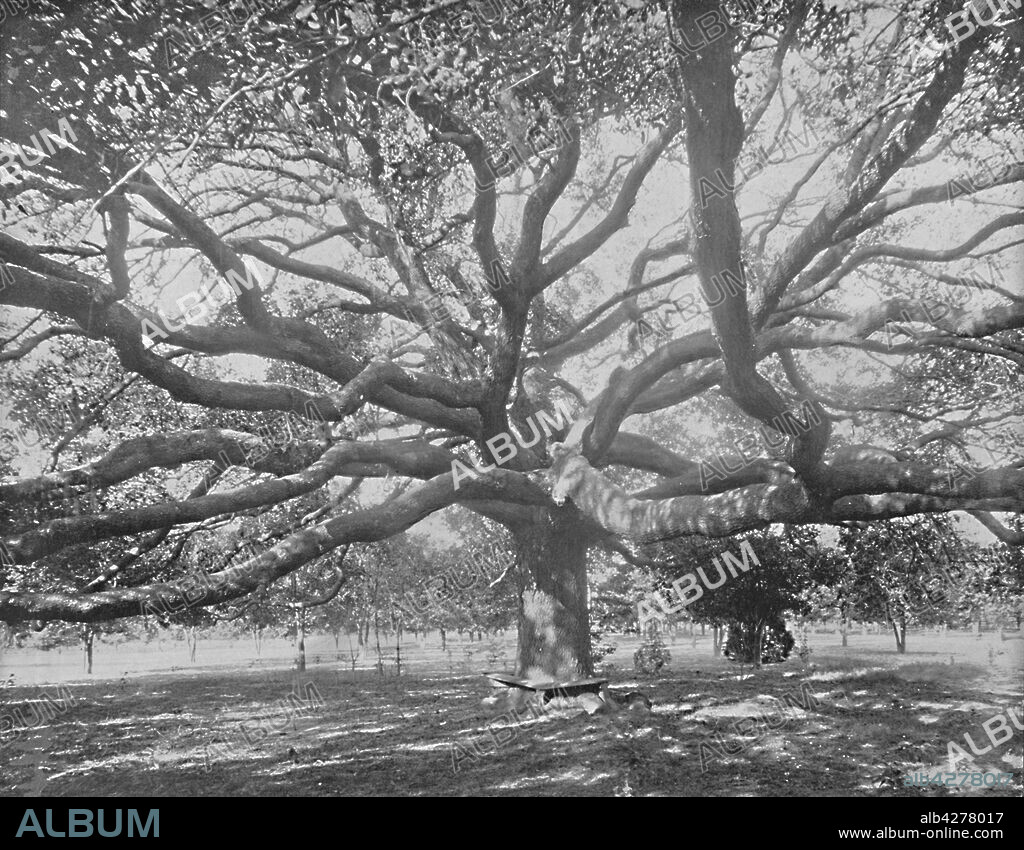 'Mammoth Live Oak, near Jacksonville, Florida', c1897. The Live Oak or Quercus virginiana is an evergreen oak tree native to the southeastern United States. From "A Tour Through the New World America", by Prof. Geo. R. Cromwell. [C. N. Greig & Co., London, c1897].
