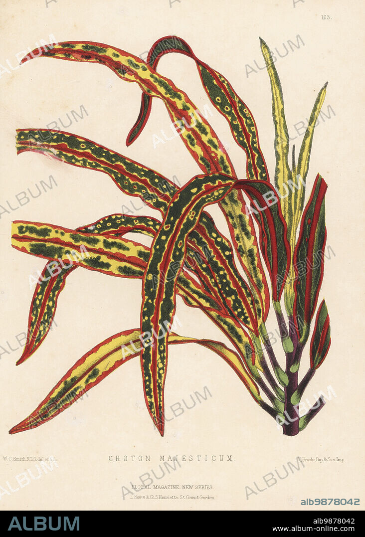 Majestic croton, Croton majesticum. Codiaeum variegatum. Imported from the South Sea Islands (Indonesia, Malaysia) by the nursery of William Bull, King's Road, Chelsea. Handcolored botanical illustration drawn and lithographed by Worthington George Smith from Henry Honywood Dombrain's Floral Magazine, New Series, Volume 3, L. Reeve, London, 1874. Lithograph printed by Vincent Brooks, Day & Son.