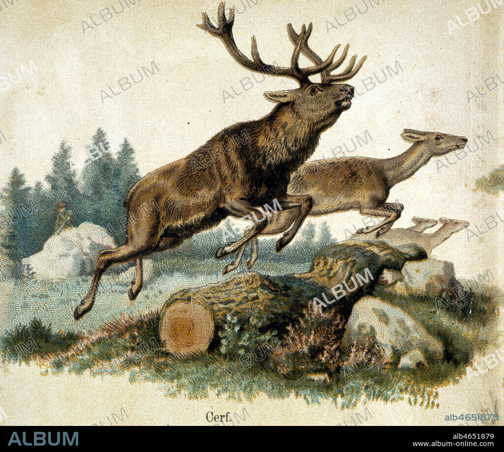 Cerf et biches sautant. Gravure de l'Atlas zoologique a l'usage de la jeunesse redige par H. de SAINT SYLVESTRE vers 1875. Credit : Coll. Jonas/KHARBINE-TAPABOR.