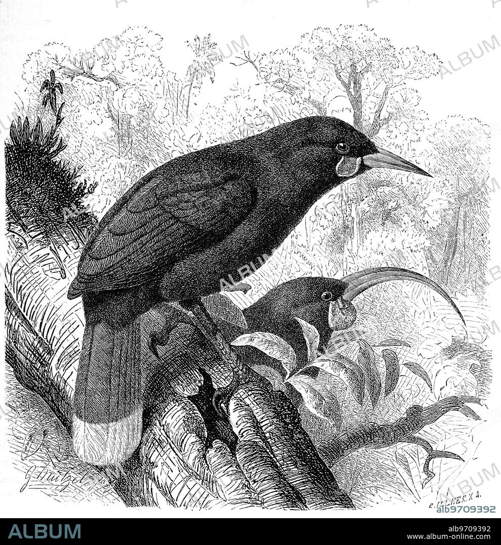 Vogel, Huia or Lappenhopf, Heteralocha acutirostris, Historical, digitally restored reproduction from an original from the 19th century.