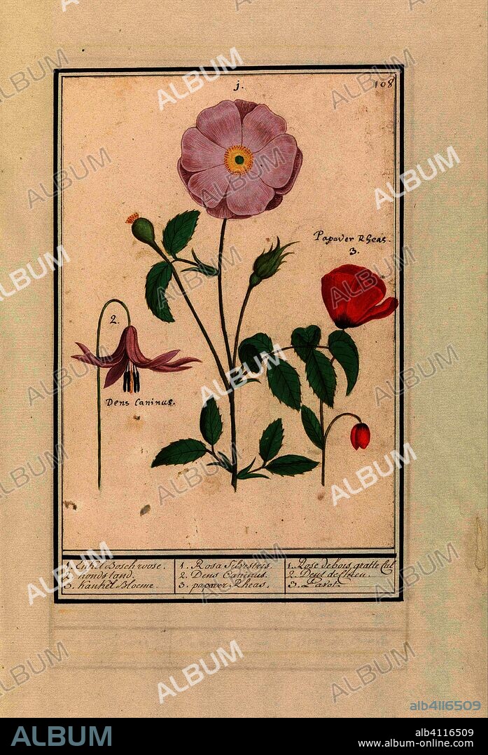 ANSELMUS BOËTIUS DE BOODT. Hondstand (Erythronium), wilde roos (Rosa) en een klaproos (Papaver). 1. Enkel Bosch roose. 2. hondstand. 3. Kankel Bloeme. / 1. Rosa Silvestris. 2. Dens Canisus 3. papaver Rheas. / 1. Rose de bois gratte cul 2. Dent de Chien. 3. Pavot. (title on object). Draughtsman: Anselmus Boëtius de Boodt. Draughtsman: Elias Verhulst. Dating: 1596 - 1610. Place: Praag. Measurements: h 230 mm × w 162 mm.