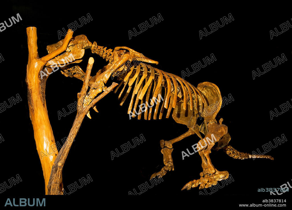 Harlans Ground Sloth. Glossotherium (Paramylodon) Harlani. Panhandle Plains Historical Museum. Canyon, Texas.
