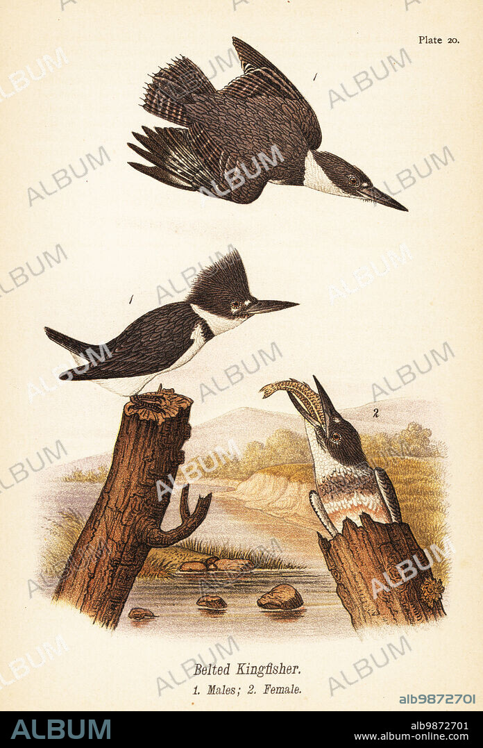 Belted kingfisher, Megaceryle alcyon, males 1, female 2. Chromolithograph after an ornithological illustration by John James Audubon from Benjamin Harry Warrens Report on the Birds of Pennsylvania, E.K. Mayers, Harrisburg, 1890.