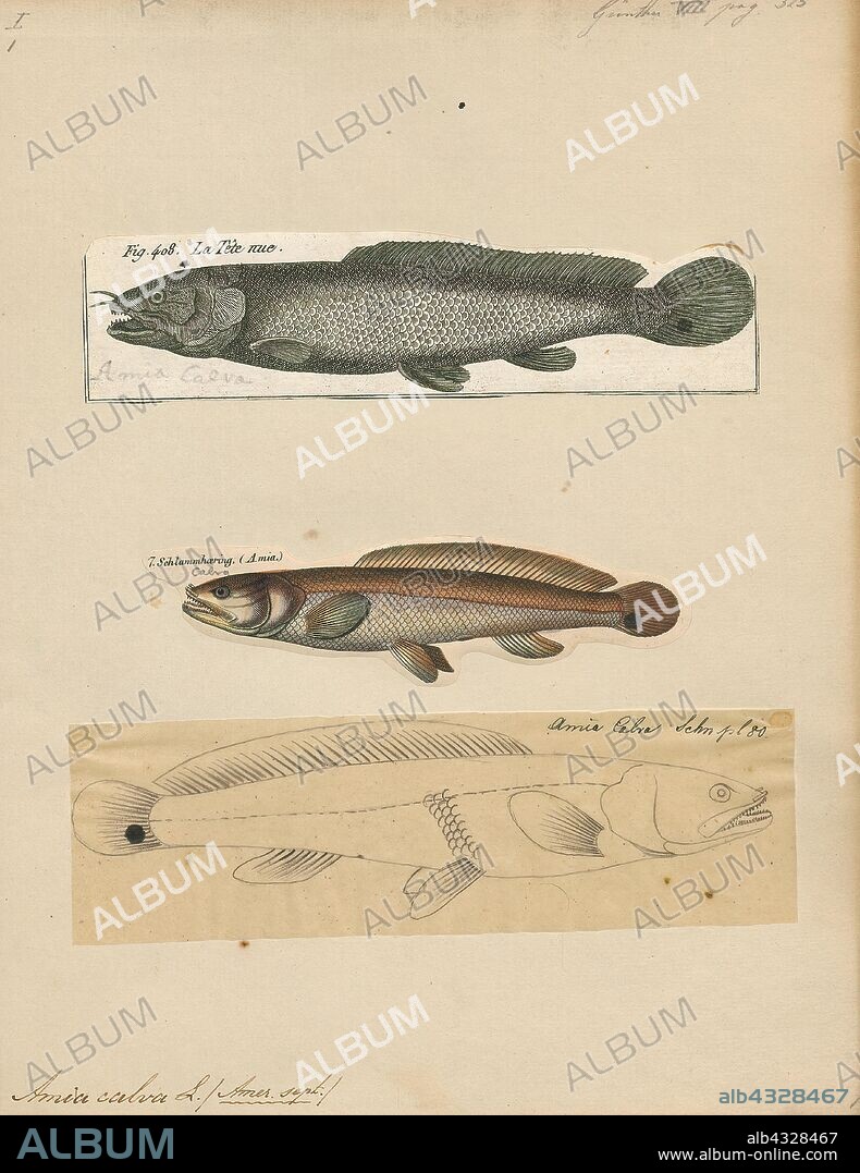 Amia calva, Print, Bowfin (Amia calva) are bony fishes related to gars in the infraclass Holostei. Common names include mudfish, mud pike, dogfish, griddle, grinnel, swamp trout and choupique. They are regarded as taxonomic relicts, being the sole surviving species of the order Amiiformes which dates from the Jurassic to the Eocene, persisting to the present. Although bowfin are highly evolved, they are often referred to as "primitive fishes" because they have retained some morphological characteristics of their early ancestors., 1700-1880.
