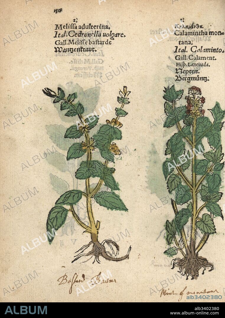 Bastard balm, Melissa adulterina, and lesser calamint, Clinopodium nepeta. Handcoloured woodblock engraving of a botanical illustration from Adam Lonicer's Krauterbuch, or Herbal, Frankfurt, 1557. This from a 17th century pirate edition or atlas of illustrations only, with captions in Latin, Greek, French, Italian, German, and in English manuscript.