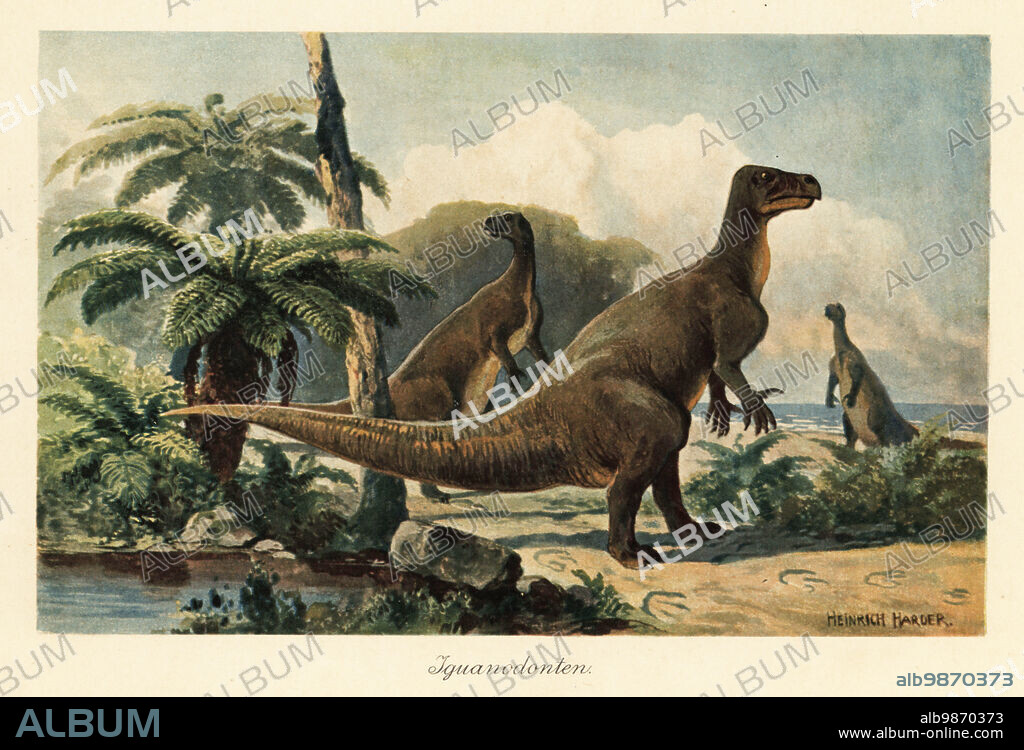 Iguanodon bernissartensis in a prehistoric fern forest. Iguanodons were herbivorous dinosaurs that lived from the mid-Jurassic to Late Cretaceous. Iguanodonten. Colour printed illustration by Heinrich Harder from Wilhelm Bolsches Tiere der Urwelt (Animals of the Prehistoric World), Reichardt Cocoa company, Hamburg, 1908. Heinrich Harder (1858-1935) was a German landscape artist and book illustrator.