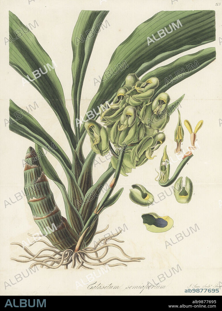 One-colored catasetum orchid, Catasetum purum. Native to Brazil, plants sent by Bell Edward Lloyd to Miss P. S. Falkner of Fairfield. Greenish-flowered catasetum, Catasetum semiapertum. Handcoloured copperplate engraving by Joseph Swan after a botanical illustration by William Jackson Hooker from his Exotic Flora, William Blackwood, Edinburgh, 1827.