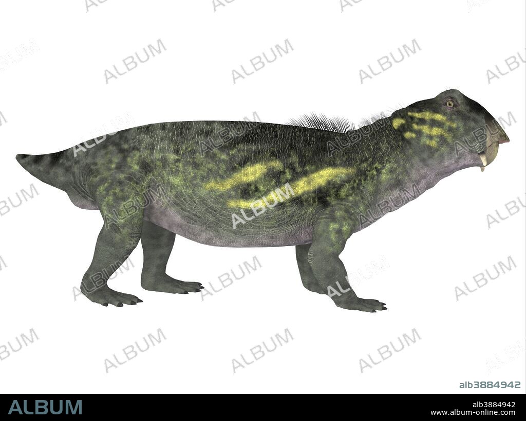 Lystrosaurus dinosaur, side profile. Lystrosaurus was a dicynodont therapsid dinosaur that lived in the Permian and Triassic Periods of Antarctica, India, Africa, China, Mongolia and Russia.