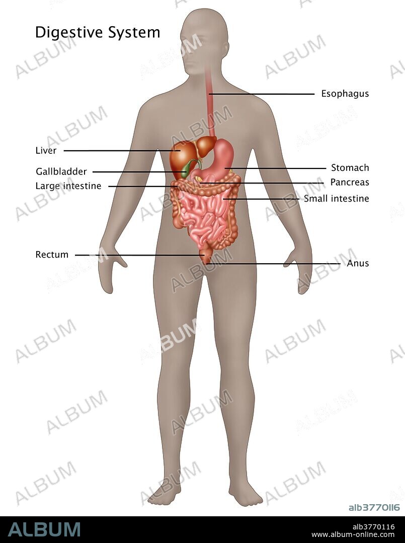Illustration of the digestive system in the male anatomy. Digestion is the process by which food is broken down into small enough components to enter the blood stream. Pictured here are the mouth and esophagus, the stomach, the liver, spleen, pancreas, gallbladder, small intestine, the duodenum, and large intestine.