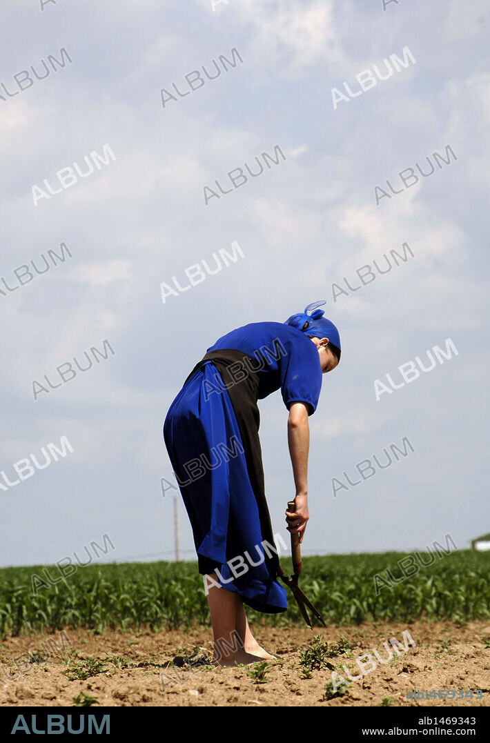 COMUNIDAD AMISH. MUJER AMISH REALIZANDO TAREAS AGRICOLAS. Cercanías de Lancaster. Condado de Lancaster. Estado de Pensilvania. Estados Unidos.