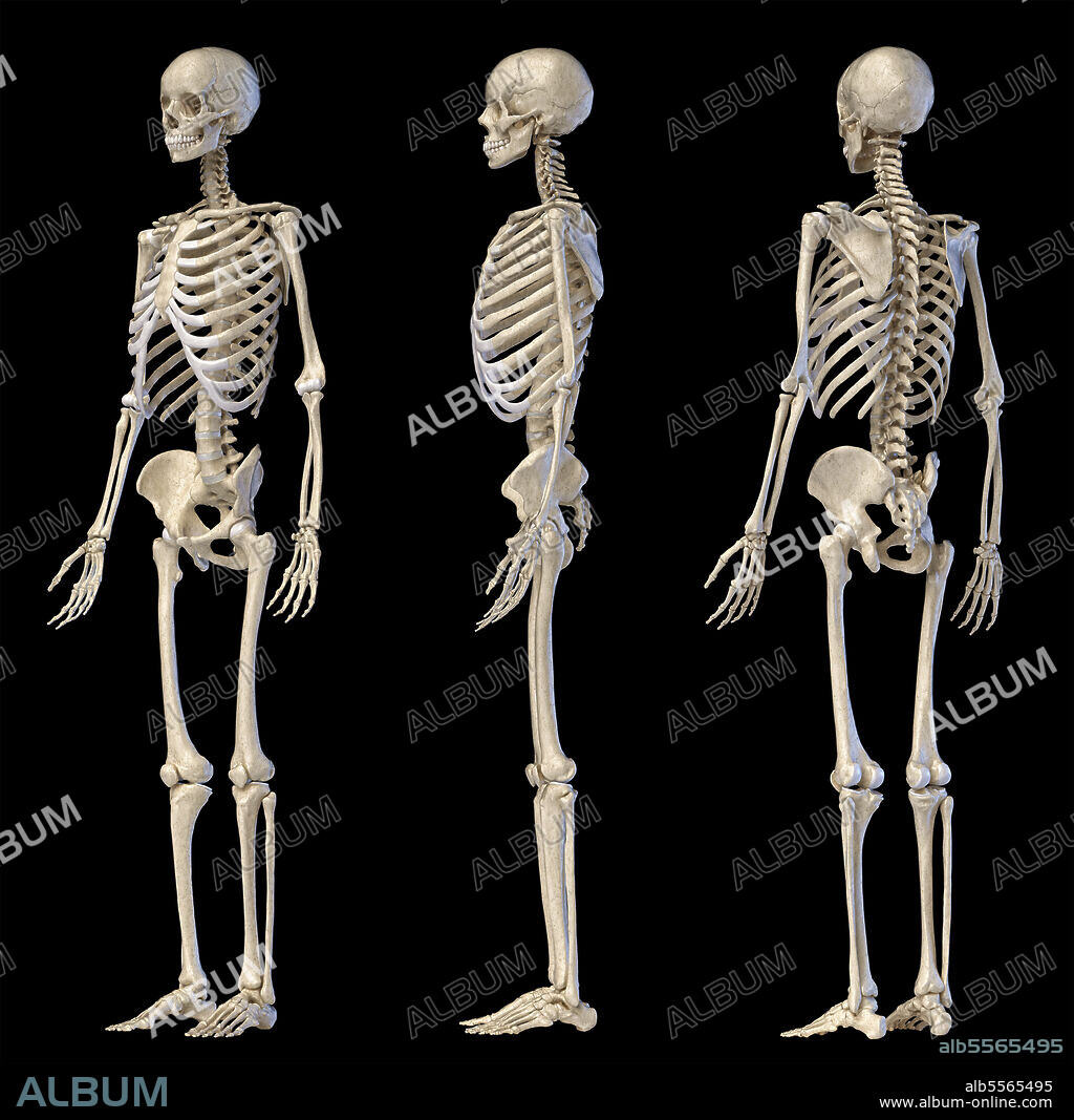 3D illustration of full body male skeleton. Front, rear and side view on black background.