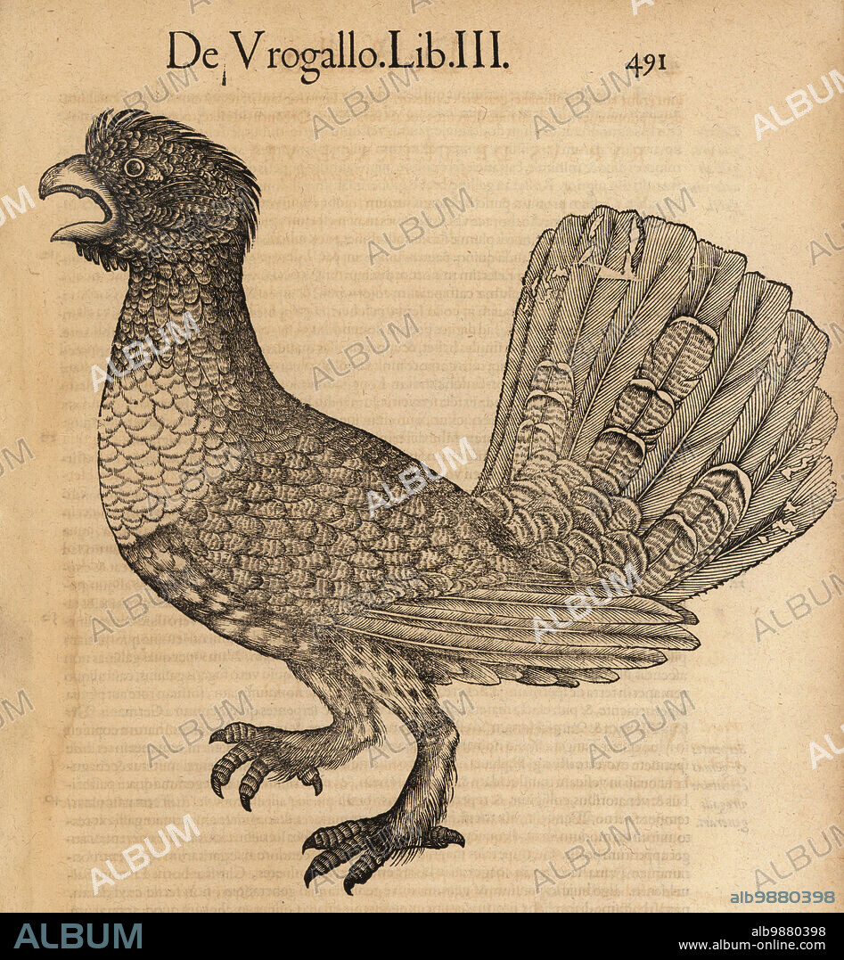 Western capercaillie, Tetrao urogallus. De Urogallo, Orhan, Pirkhun, Bergfasan, stolgo, stolzo, Gallo selvatico. Auerhuhn, Eurasian capercaillie, wood grouse, heather cock, cock-of-the-woods, capercaillie. Woodcut engraving after an illustration by Lucas Schan and Conrad Gessner from Conrad Gessners Historiae Animalium, De avium natura, (Natural history of animals: birds), Frankfurt, Wechel for Cambier, 1585.