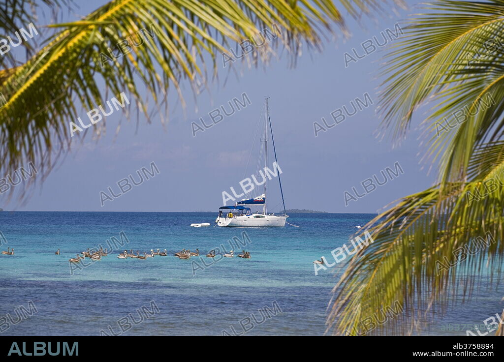 Pelicans in front of catamaran, Laughing Bird Caye National Park, UNESCO World Heritage Site, Belize, Central America.
