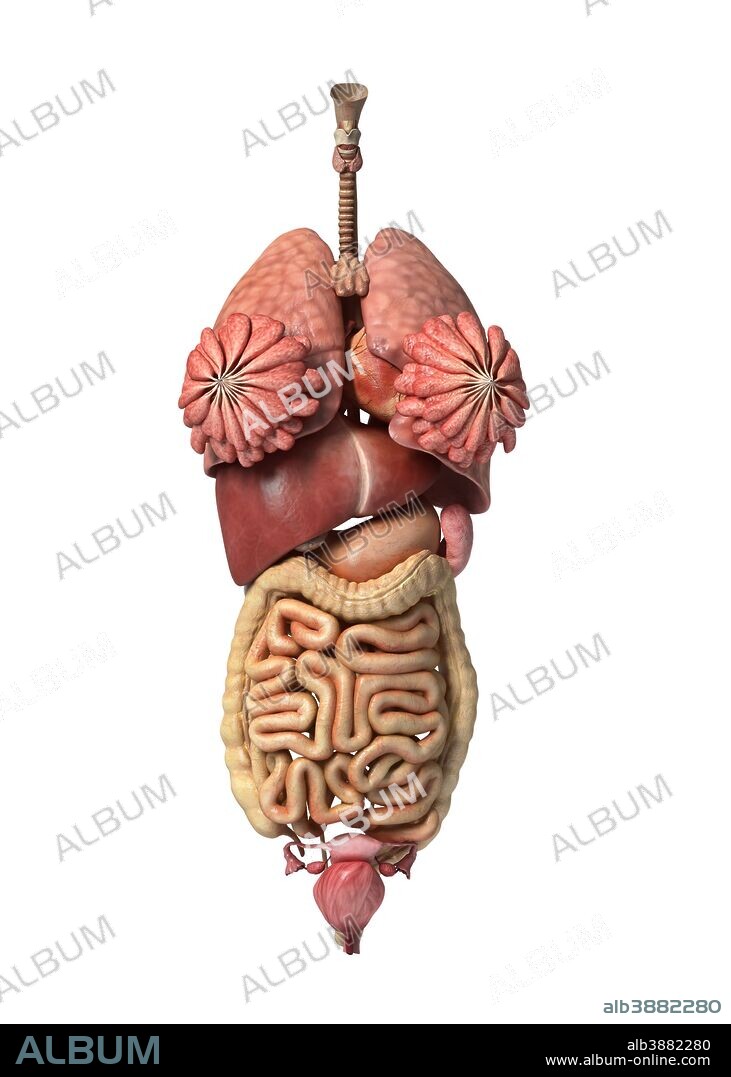 3D rendering of healthy female internal organs.