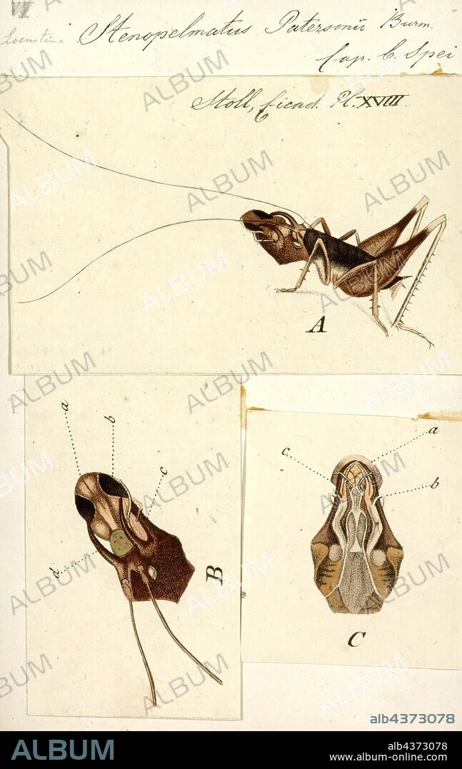 Stenopelmatus, Print, Jerusalem crickets (or potato bugs) are a group of large, flightless insects of the genus Stenopelmatus. They are native to the western United States and parts of Mexico.