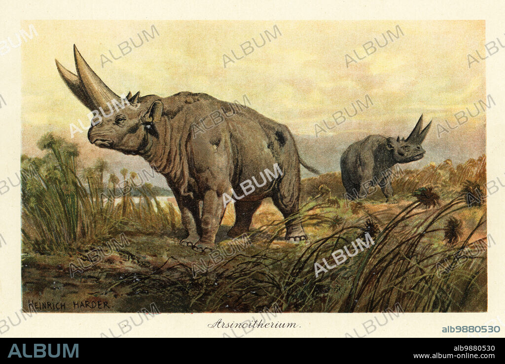 Arsinotherium zitteli, extinct genus of paenungulate herbivore mammals, late Eocene and the early Oligocene. Colour printed illustration after Heinrich Harder from Wilhelm Bolsches Tiere der Urwelt (Animals of the Prehistoric World), Reichardt Cocoa company, Hamburg, 1908. Heinrich Harder (1858-1935) was a German landscape artist and book illustrator.