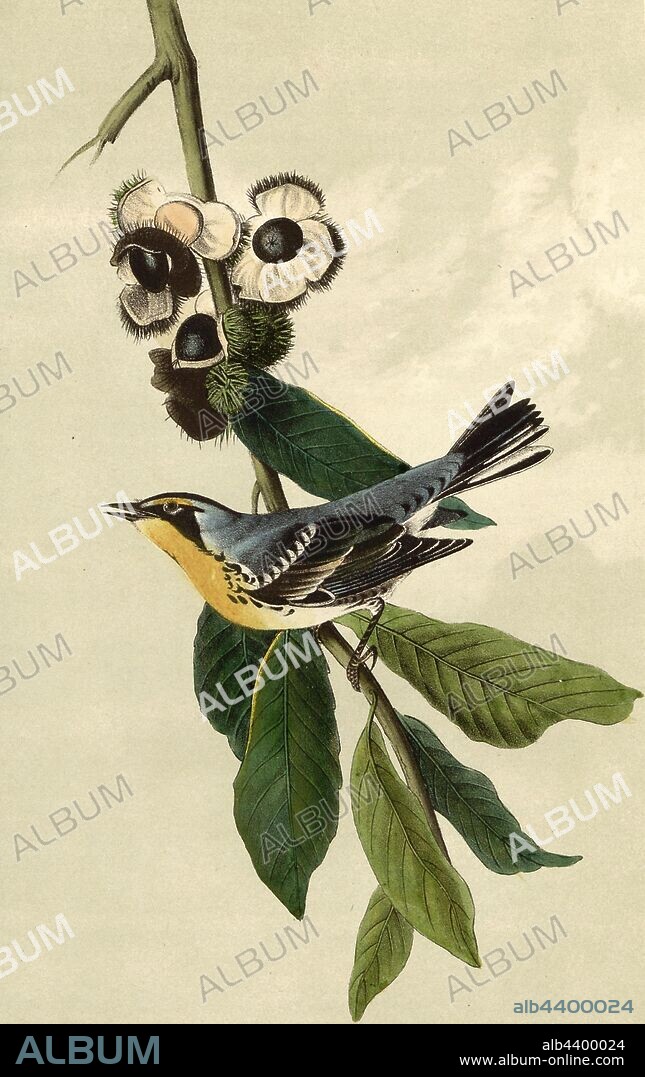 Yellow-throated Wood Warbler - Chinquapin Castanea pumila, Golden-throated Warbler (Dendroica dominica, Sylvicola pensilis), Chestnut Tree, Signed: J.J. Audubon, J.T. Bowen, lithograph, Pl. 79 (vol. 2), Audubon, John James (drawn); Bowen, J. T. (lith.), 1856, John James Audubon: The birds of America: from drawings made in the United States and their territories. New York: Audubon, 1856.