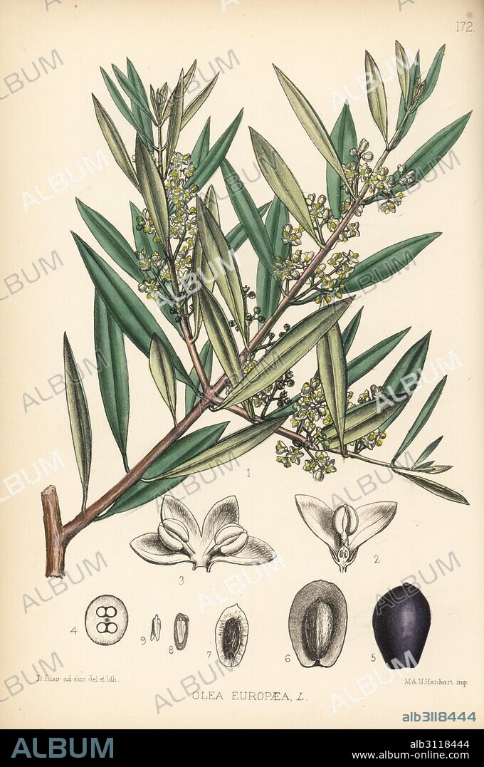 Olive tree, Olea europaea. Handcoloured lithograph by Hanhart after a botanical illustration by David Blair from Robert Bentley and Henry Trimen's Medicinal Plants, London, 1880.