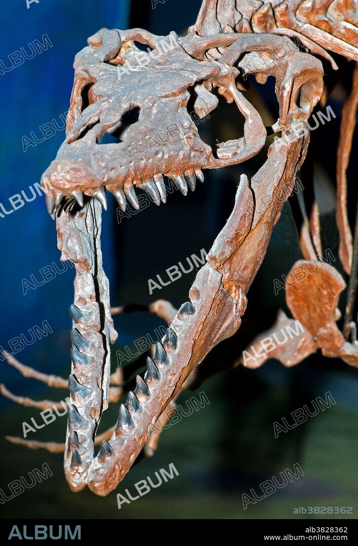 Mosasaur (Mosasaurus hoffmanni).