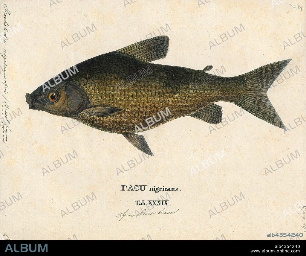 Prochilodus nigricans, Print, Prochilodus nigricans, or black prochilodus, is a species of prochilodontid fish from the Amazon Basin in South America. It supports major fisheries; according to IBAMA, it is the third most caught taxon in the Brazilian Amazon by weight, after Brachyplatystoma vaillantii and Semaprochilodus spp. The black prochilodus is migratory, moving between different parts of the Amazon. The black prochilodus reaches up to 45 cm (18 in) in total length and 1.2 kg (2.6 lb) in weight., 1700-1880.