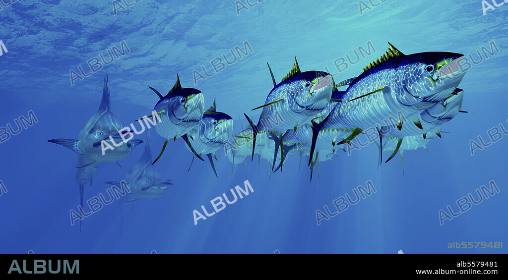 Predatory blue marlin chase after an undersea school of yellowfin tuna in the Atlantic Ocean.