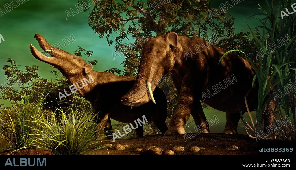 Platybelodon was a large herbivorous mammal related to the elephant. Platybelodon lived during the Miocene epoch about 15-4 million years ago, and ranged over Africa, Europe, Asia and North America.