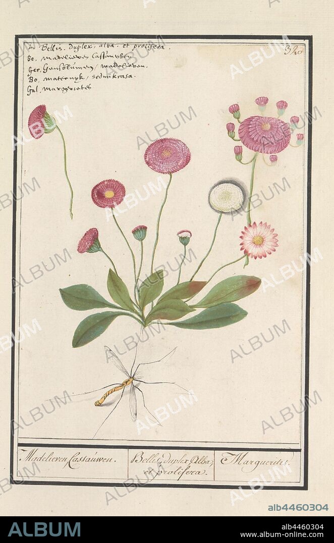 Daisy (Bellis perennis), Daisy, Cassauwen. / Bellis, duplex Alba, et prolifera. / Marguerites. (title on object), Pink daisy with double flowers. With a crane fly. Numbered top right: 320. Top left the name in five languages. Part of the fourth album with drawings of flowers and mushrooms. Eleventh of twelve albums with drawings of animals, birds and plants known around 1600, commissioned by Emperor Rudolf II. With explanation in Dutch, Latin and French, flowers (DAISY), insects (CRANE FLY), Anselmus Boetius de Boodt, 1596 - 1610, paper, watercolor (paint), deck paint, chalk, ink, pen, h 240 mm × w 170 mm.