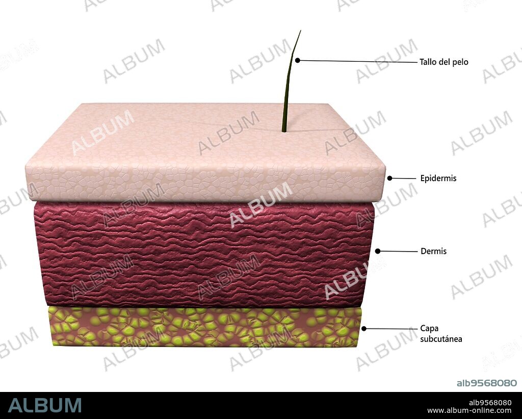 Basic layers of human skin; epidermis, dermis and subcutaneous.