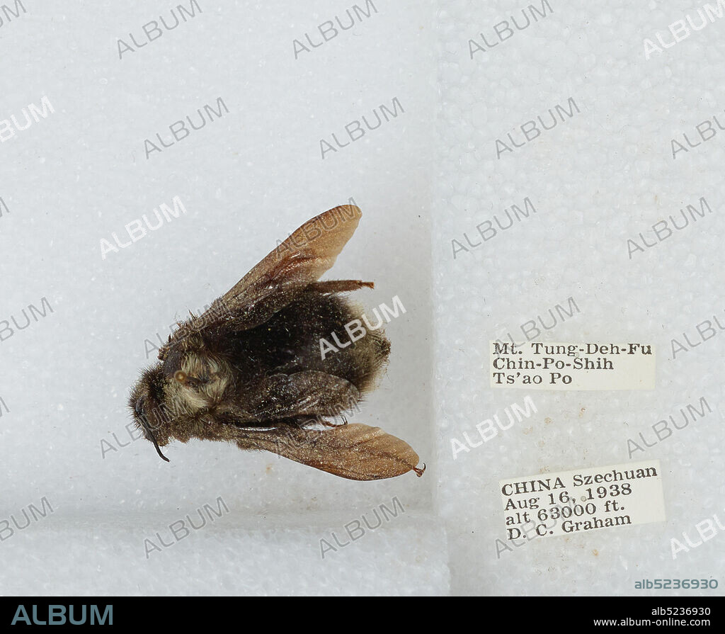 Mt. Tung-Deh-Fu Chin-Po-Shih Ts'ao Po, Sichuan, China, Bombus sp., Animalia, Arthropoda, Insecta, Hymenoptera, Apidae, Apinae.