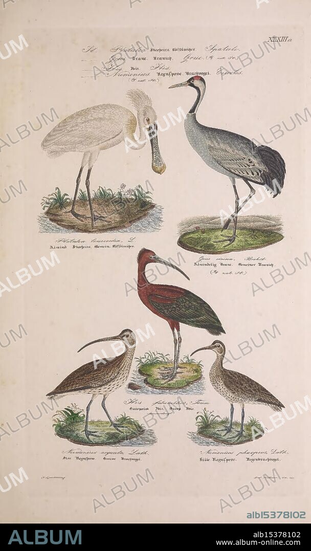Skandinaviens fugle, Kjøbenhavn, L.A. Jørgensen, 1875-1879, birds, Denmark, Iceland, Greenland, Scandinavia, Platalea leucorodia, Numenius phaeopus, Whimbrel, Plegadis falcinellus, Glossy Ibis, Grus grus, Eurasian spoonbill, Numenius arquata, Eurasian curlew, Common crane, The artwork features five distinct bird species, each elegantly depicted in their natural poses. At the top left, a graceful white bird with a long, curved neck stands poised, its beak extended towards the ground. To its right, a tall crane is captured in a moment of grace, showcasing its slender legs and elegant posture. Below, a richly colored heron exhibits a striking dark plumage, standing alert amidst a serene landscape. Flanking this arrangement, two smaller shorebirds are illustrated, one sporting a distinct curved beak and intricate feather patterns, while the other displays intricate detail in its markings.