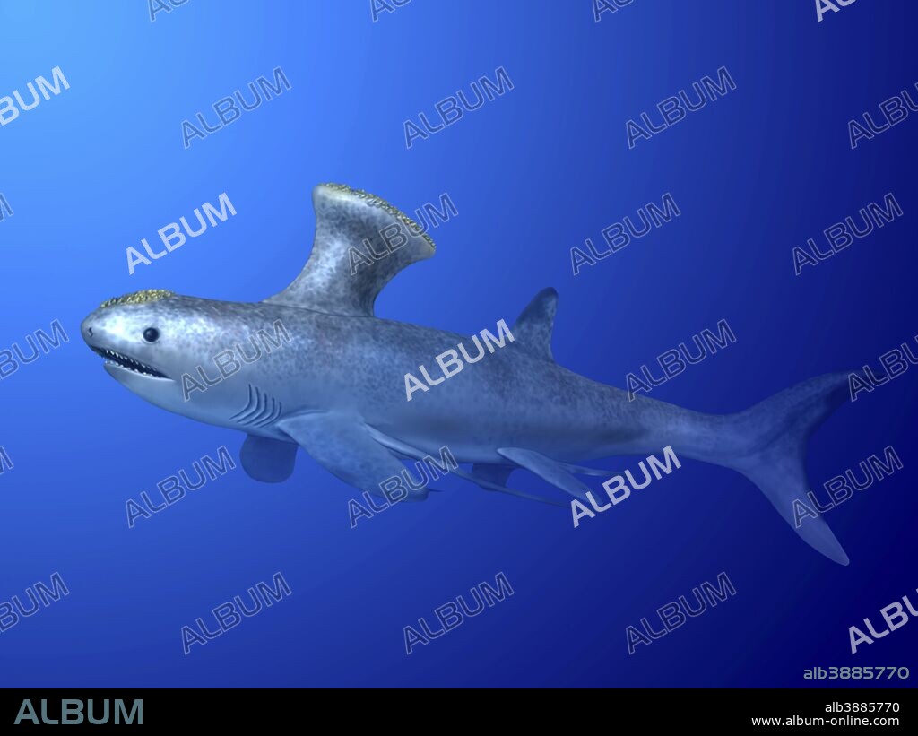Akmonistion zangerli, Chodnrichthyes, Early Carboniferous of Scotland.