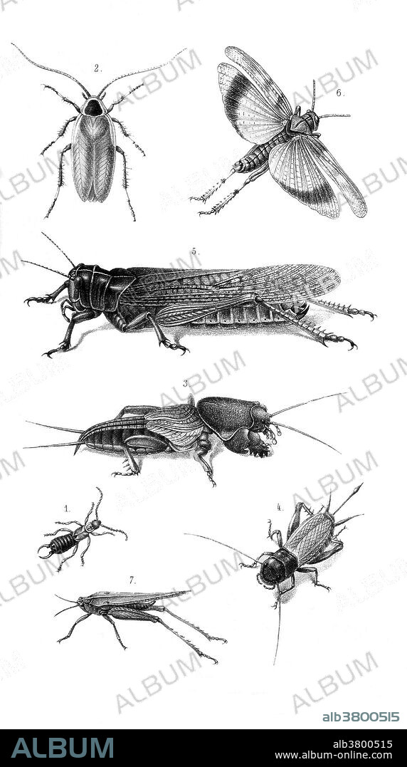 Grasshoppers and Crickets