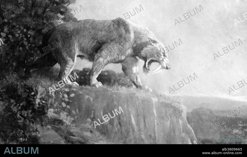 Smilodon, often called a saber-toothed cat or incorrectly a saber-toothed tiger, is an extinct genus of machairodonts. This saber-toothed cat was endemic to North and South America. Smilodon was a large, muscular predator that may well have snacked on early humans as well as the Woolly Mammoths and Giant Sloths of the Pliocene and Pleistocene epochs. They would leap on its prey suddenly from the high branches of trees, digging its huge incisors into the unfortunate animal's neck and then withdrawing to a safe distance while its dinner bled to death. Thousands of intact Smilodon skeletons have been extracted from the La Brea Tar Pits in Los AngelesIllustration originally captioned: Saber tooth tiger by Charles R. Knight, 1903. American Museum of Natural History.