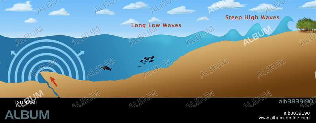 Illustration of a tsunami formed from an earthquake (crack in the ocean floor), showing the variation in wavelength and height as the tsunami reaches shallow water. In the open ocean, tsunamis are very shallow with a very long wavelength, and can travel extremely fast, up to 1000 kilometres per hour. However, when the wave reaches shallower water, the waves are slowed and pile up, reducing the wavelength and increasing their height. Unlike normal waves, tsunamis do not break and then recede, the initial wave is followed by an enormous mass of water, which causes the majority of the damage. Tsunamis are caused by a displacement of the seabed, for instance by earthquakes, landslides or volcanic eruptions.