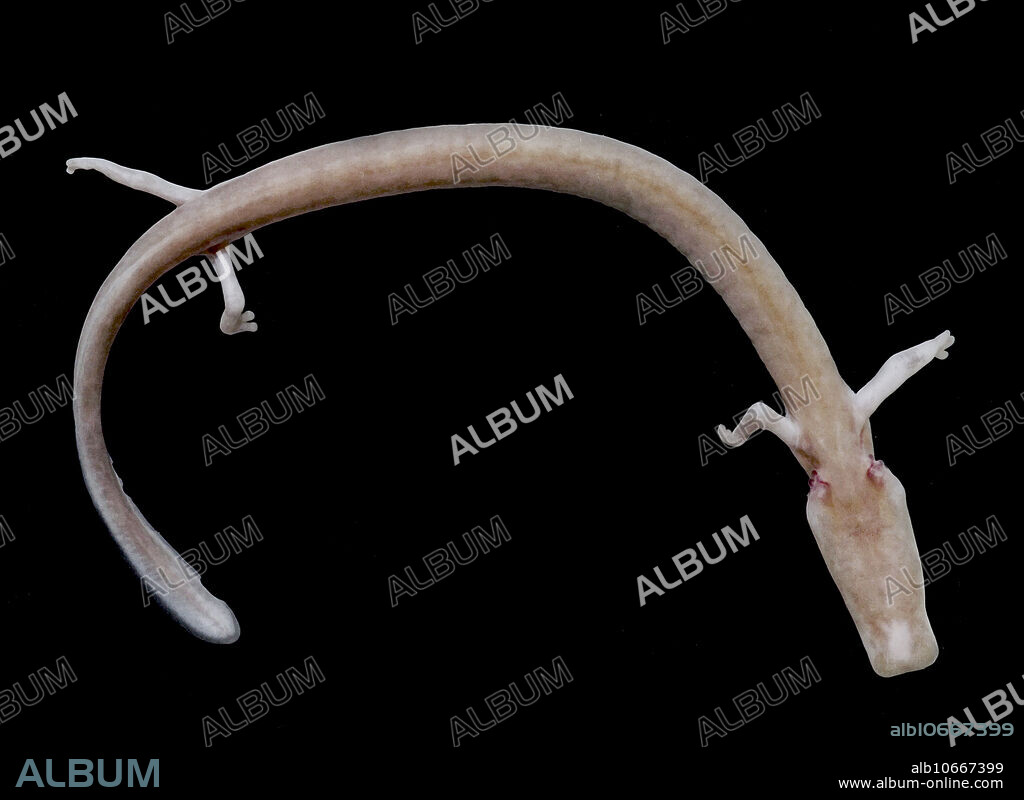 The Olm or 'Human Fish' (Proteus anguinus) is a groundwater salamander from Slovenia, Italy, Bosnia, Herzegovina, and Croatia. This image was captured in a laboratory in Slovenia that has been studying the species for over 75 years. Photographed in 2018 courtesy of the Tular Cave Laboratory and Gregor Aljan i .