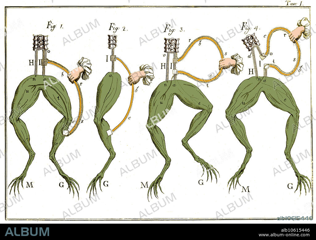 Luigi Aloisio Galvani (September 9, 1737 - December 4, 1798) was an Italian physician, physicist, and biologist, recognized as the pioneer of bioelectromagnetics. In 1780, he discovered that the muscles of dead frogs' legs twitched when struck by an electrical spark. He coined the term animal electricity to describe the force that activated the muscles of his specimens and regarded their activation as being generated by an electrical fluid that is carried to the muscles by the nerves. Volta objected to Galvani's conclusions about "animal electric fluid", but the two scientists disagreed respectfully and Volta coined the term "Galvanism" for a direct current of electricity produced by chemical action. Thus, owing to an argument between the two in regard to the source or cause of the electricity, Volta built the first battery in order to specifically disprove his associate's theory. Galvani died in 1798 at the age of 61. Today the study of galvanic effects in biology is called electrophysiology.