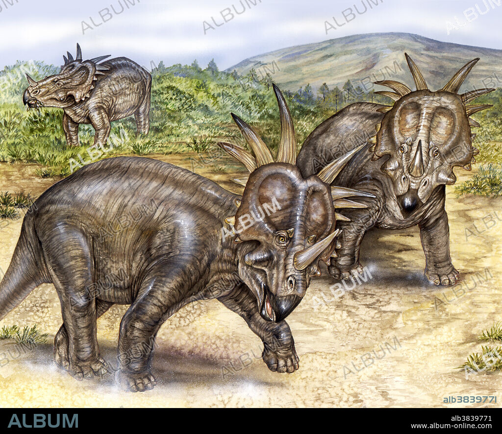 View of a Cretaceous ceratopsian (Styracosaurus) highlighting the frills ability to protect the neck and head, and its use for species recognition.