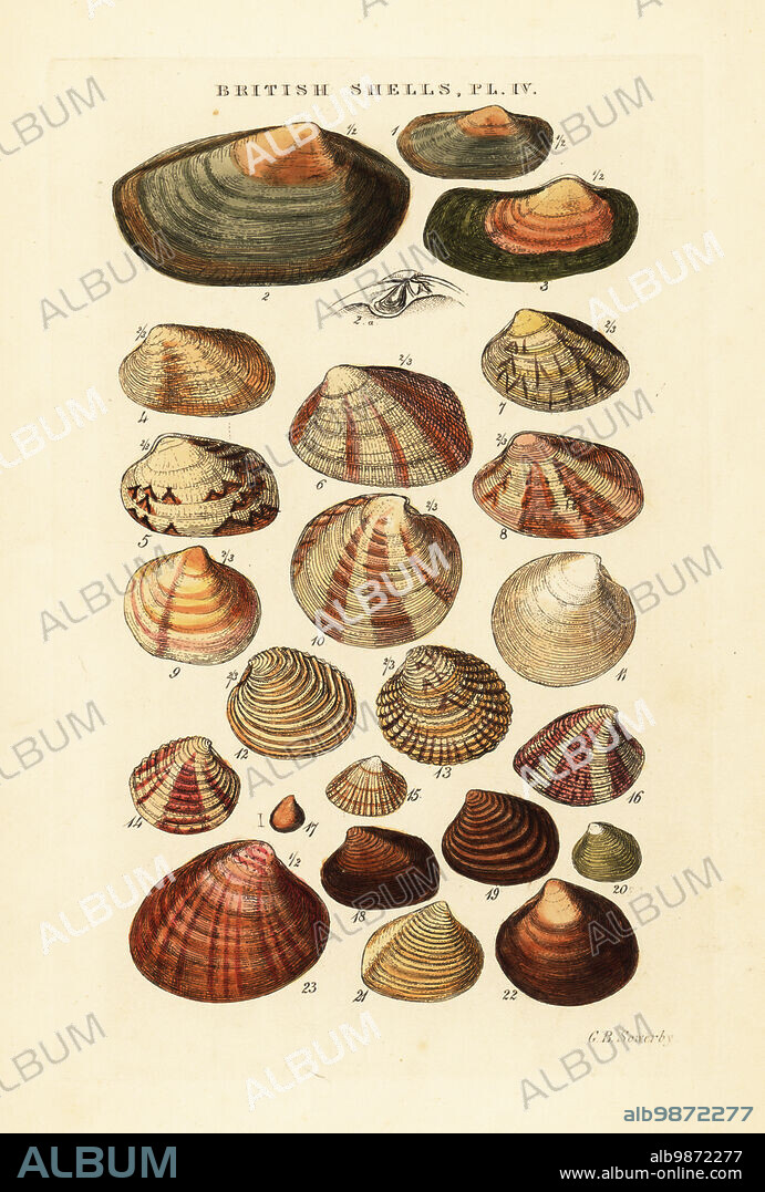 Saltwater clams, Venus casina, Astarte elliptica, Lutraria, Tapes, Lucinopsis, etc. Handcoloured copperplate engraving by George Brettingham Sowerby from his own Illustrated Index of British Shells, Sowerby and Simpkin, Marshall & Co., London, 1859. George Brettingham Sowerby II (1812-1884), British naturalist, illustrator, and conchologist. .