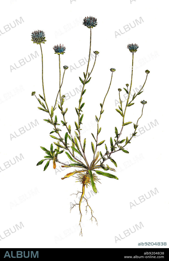 Berg-Sandglöckchen, Jasione montana, auch Berg-Sandrapunzel, Sandknöpfchen, Bergnelke oder Schaf-Skabiose / Jasione montana is a low-growing plant in the family Campanulaceae found in rocky places and upland regions of Europe and western Asia. Common names include sheep's-bit, blue bonnets, blue buttons, blue daisy and iron flower, Historisch, historical, digital improved reproduction of an original from the 19th century / digital restaurierte Reproduktion einer Originalvorlage aus dem 19. Jahrhundert, genaues Originaldatum nicht bekannt.