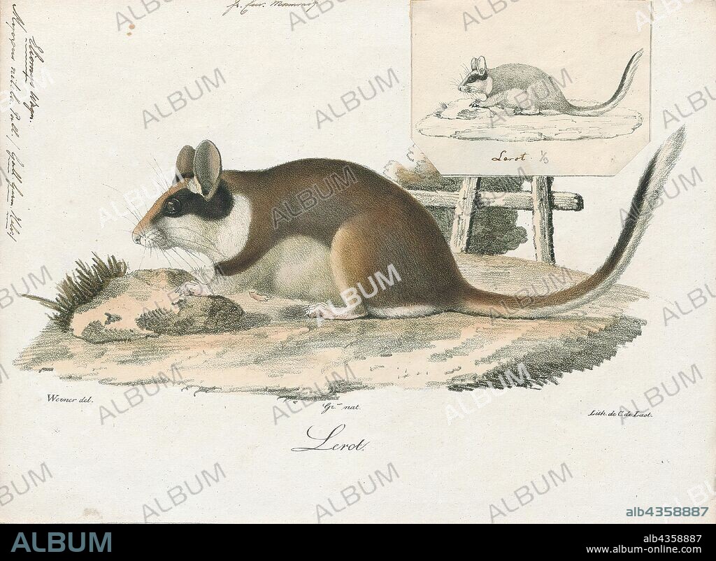 Myoxus nitela, Print, Edible dormouse, The edible dormouse or fat dormouse (Glis glis) is a large dormouse and the only living species in the genus Glis, found in most of western Europe. Its name comes from the Romans, who ate them as a delicacy., 1700-1880.