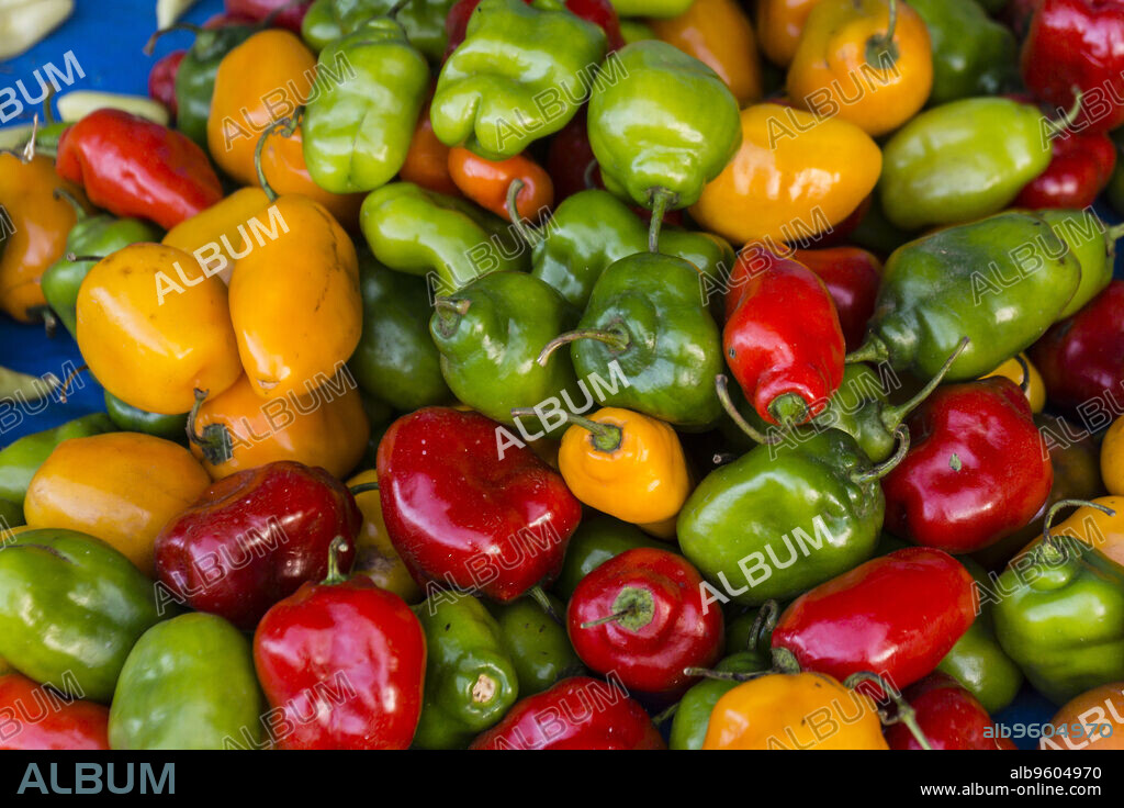 pimientos picantes, Lancetillo, La Parroquia, zona Reyna, Quiche, Guatemala, Central America.
