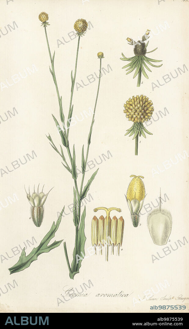 Sneezeweed, Helenium aromaticum. Seeds brought from Quintero, Chile, by British travel author Maria Graham, Lady Callcott, in 1824. South American chamomile, Graemia aromatica. Handcoloured copperplate engraving by Joseph Swan after a botanical illustration by William Jackson Hooker from his Exotic Flora, William Blackwood, Edinburgh, 1827.