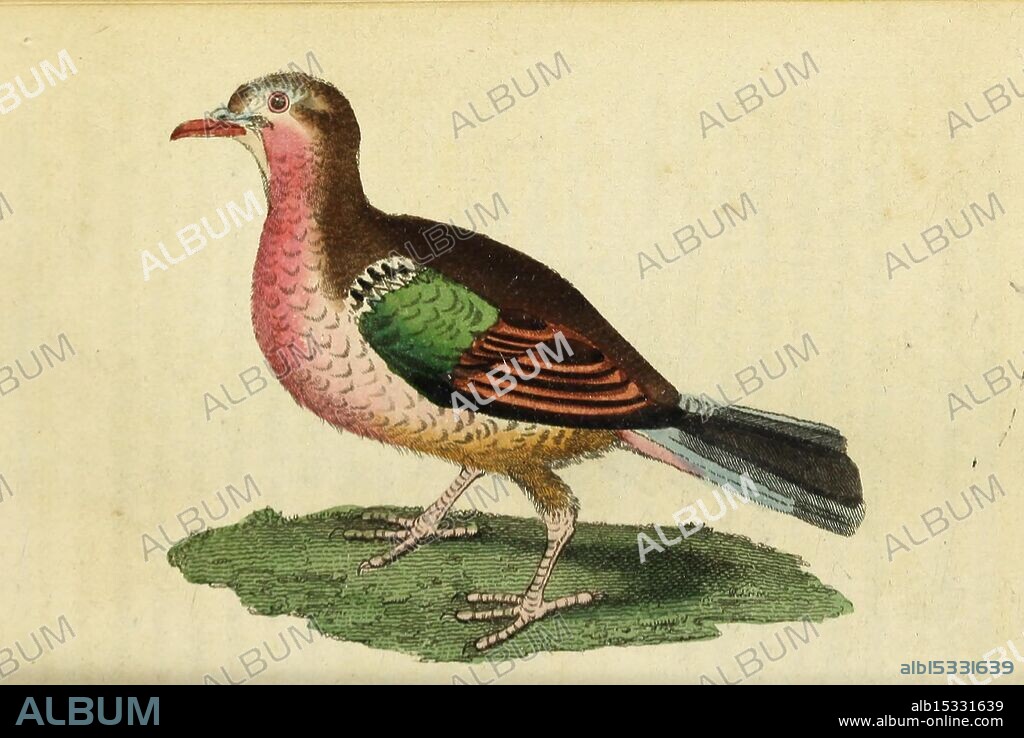 The, Naturalist's, Pocket, Magazine, or Compleat, Cabinet, of, the, Curiosities, and, Beauties, of, Nature, London., A beautifully illustrated bird standing on a patch of grass, showcasing a blend of vivid colors and intricate details. The bird features a rounded body adorned with hues of pink, green, and brown, with striking patterns on its wings. Its head is turned slightly, giving a glimpse of its delicate facial features and beak. The overall composition highlights the bird's uniqueness and elegance, capturing the essence of avian beauty in a natural setting.
