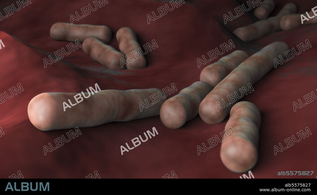Microscopic view of Clostridium perfringens bacteria.