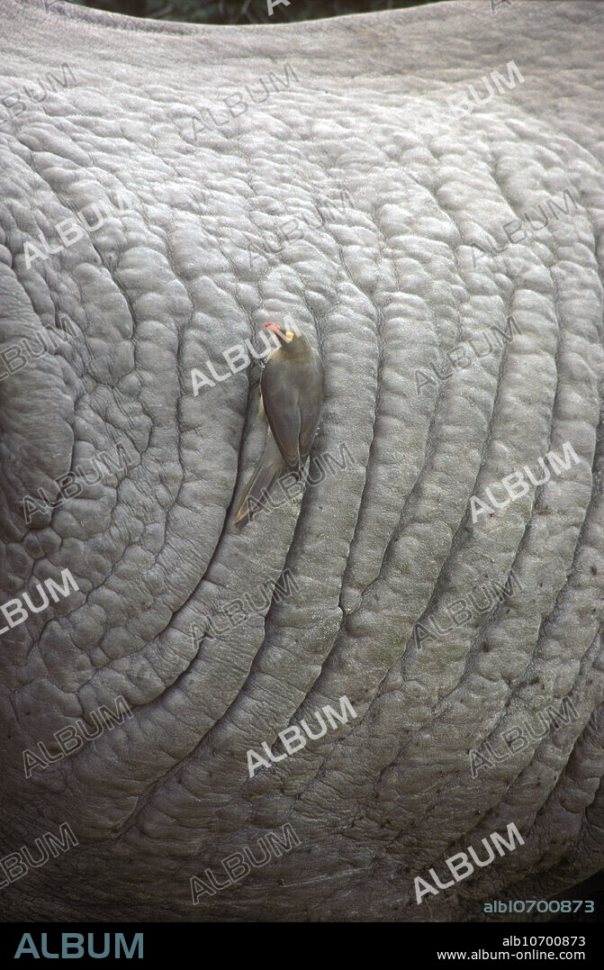 Red-billed oxpecker on Rhinoceros, Amboseli, Kenya, Africa.