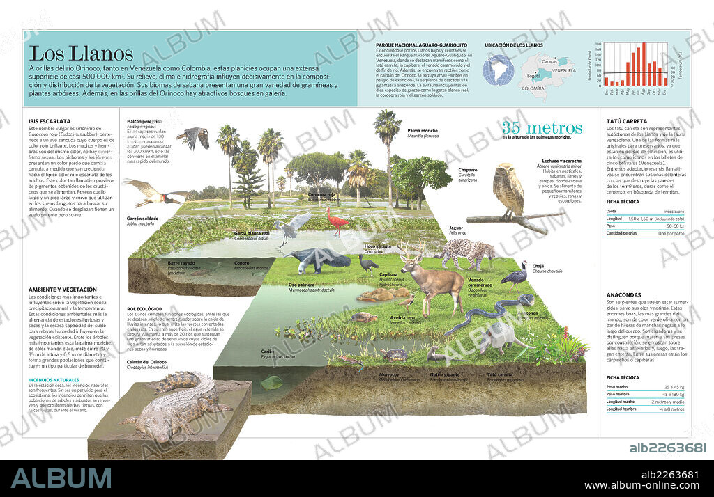 Los Llanos. Infografía del ecosistema de los Llanos de Venezuela y Colombia.